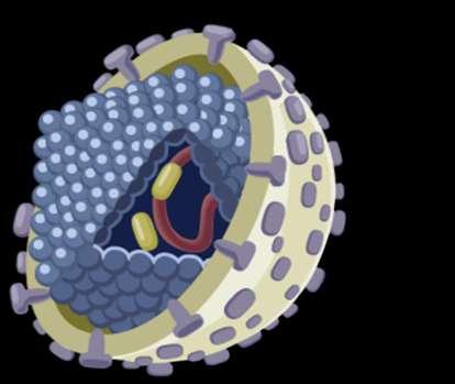 Virologia da infecção pelo VHB VHB É um vírs DNA de cadeia dupla que infecta primariamente células hepáticas 1 Podem ser produzidos de 10 11 a