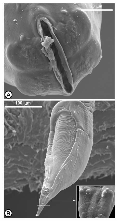 Marco Rossellini Dissertação de Mestrado 38 Figura 3. Camallanus serpentis sp. n. parasita de Helicops leopardinus.