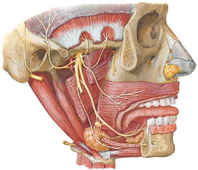 Inervação motora dos mm. da expressão facial N. Auricular posterior N.