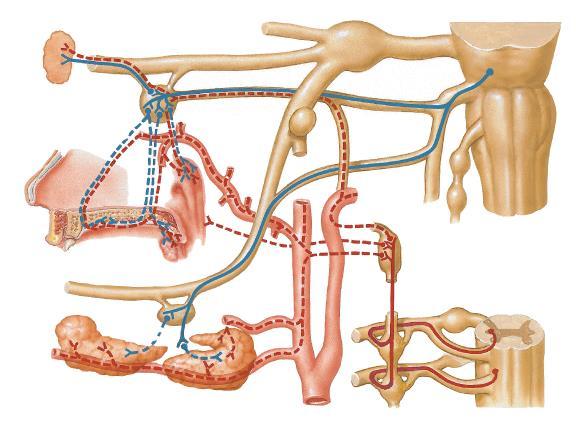 Gânglio submandibular Parassimpático N. Lingual (V3) Simpático Núcleo Salivatório Superior Neurônio pré-ganglionar N.