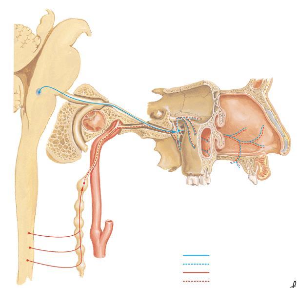 Gânglio Pterigopalatino Núcleo Salivatório Superior Neurônio pré-ganglionar N. Facial (VII) N. Petroso maior (VII) N. Petroso profundo (do plexo carótico interno) N. do canal Pterigóideo (vidiano) N.