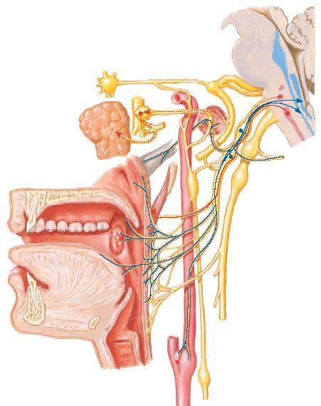 Nervo petroso menor Nervo glossofaríngeo (IX) Núcleo salivatório inferior Núcleo ambíguo Nervo aurículotemporal Nervo timpânico