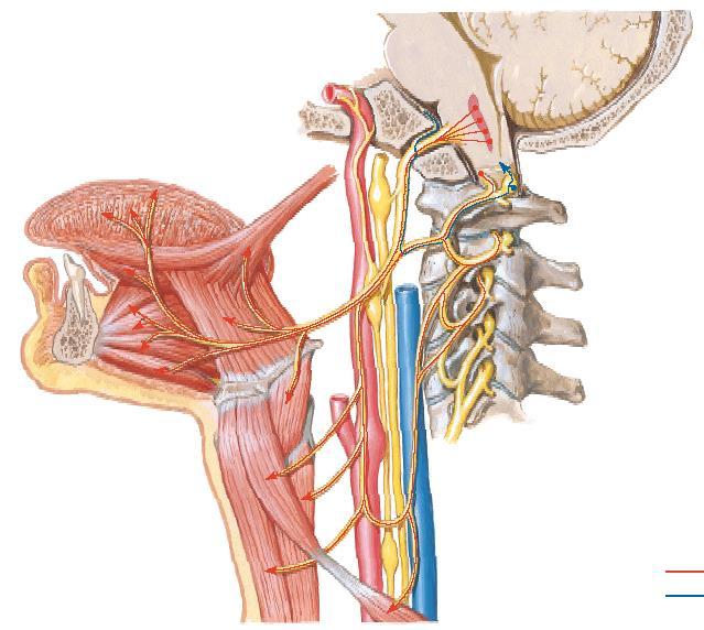 Núcleo do nervo hipoglosso M. Intrínsecos M. Extrínsecos N. hipoglosso M. tíreo-hioideo M.