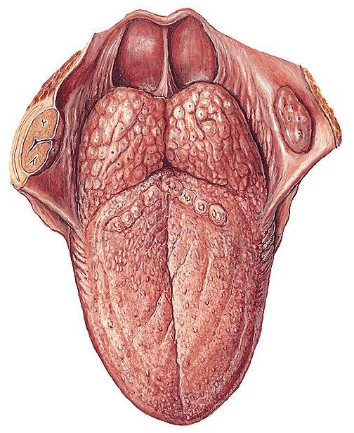 Inervação motora e sensitiva da língua Aferente visceral geral (Sensibilidade geral) Aferente visceral especial (Gustatória) N. Glossofaríngeo (IX par) N.