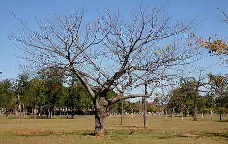 Os vasos sanguíneos, da aorta aos capilares, se ramificam, dividem-se e voltam a se ramificar até se tornarem tão finos que as células sanguíneas são forçadas a