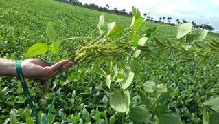 Figura 27 - Cultivo de soja em Roraima Em Rondônia, a área cultivada de soja primeira safra atingiu 333,6 mil hectares, com o plantio concentrado de outubro a dezembro, com uma produção atingindo 1.