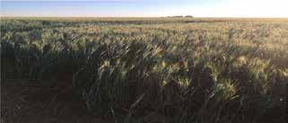 palhada do trigo, conservando o solo e evitando custos adicionais para o preparo da área no eventual plantio de soja subsequente.