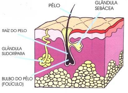 APP: Human Body (Male) Sistemas Humanos Prof. Leonardo F.