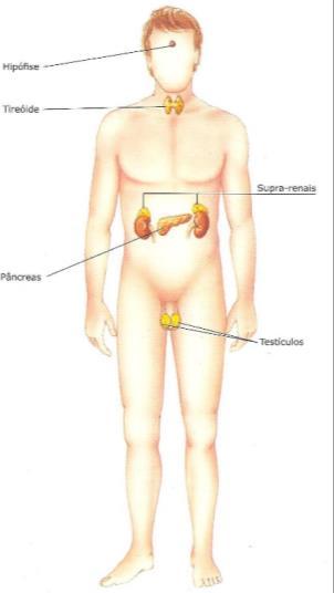 Depois do nascimento, produz os hormônios responsáveis pelo crescimento e, na adolescência, produz os hormônios sexuais.