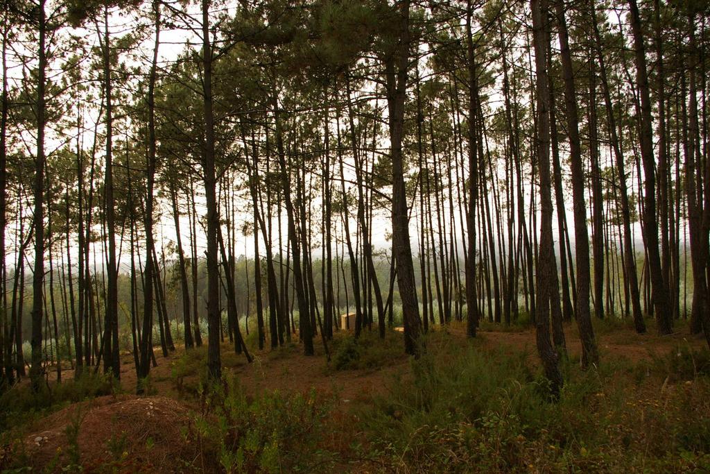 Modelação da produtividade de povoamentos de pinheiro bravo (Pinus pinaster Aiton) na região Centro de Portugal, através de técnicas de geoestatística e de