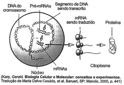 1. (IFB) A partir da interpretação da figura abaixo, que ilustra esquematicamente o fluxo da informação genética, é correto concluir: a) O DNA celular é construído pela associação de pequenos