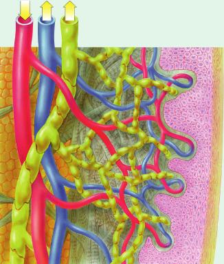 O sistema vascular é composto de artérias, veias, capilares e vasos linfáticos.