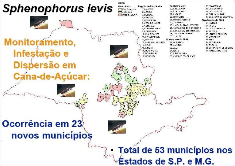 Quadro 2 Mapa de ocorrência de Sphenophorus Levis.