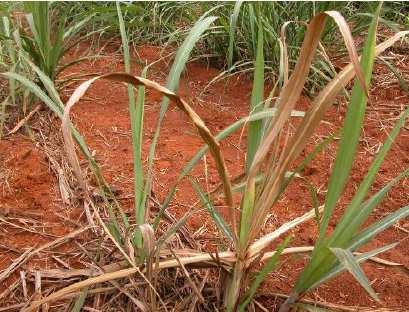 As larvas, ao se alimentarem, escavam galerias e danificam os tecidos no interior e na base das canas, podendo provocar a morte das plantas (Figura 3), falhas nas brotações das soqueiras e redução na