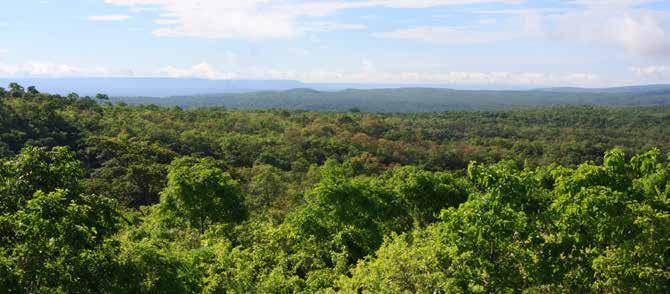 efeito estufa provenientes do desmatamento e da degradação florestal e o papel da conservação florestal, do manejo sustentável de florestas e do aumento dos estoques de carbono florestal.