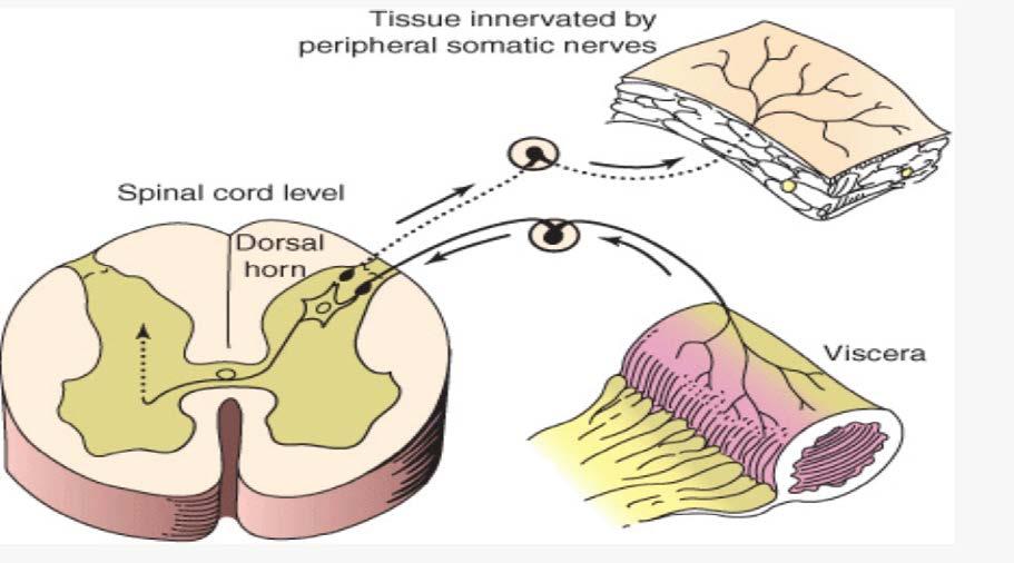 Perry, 2003 Dor visceral Menor Isolamento Elétrico Transferência de Impulso à Nervos
