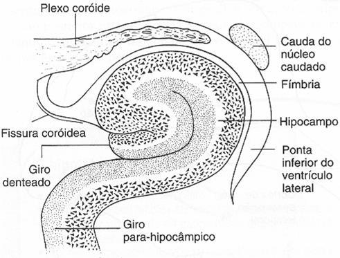 Cortes transversos através do hipocampo