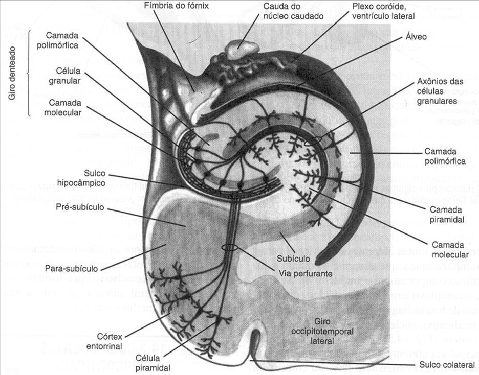 Formação hipocâmpica com os