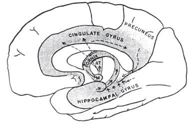 do cíngulo Giro para-hipocampal Hipocampo Circuito de