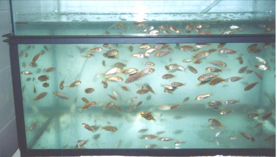 Aquário de aclimatação de peixes em sala climatizada