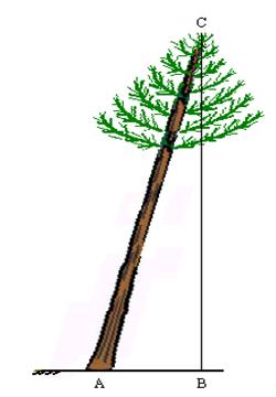 18 23 b) Inclnação da árvore 3- Dê um clque curto para r para o modo % ou DEG.