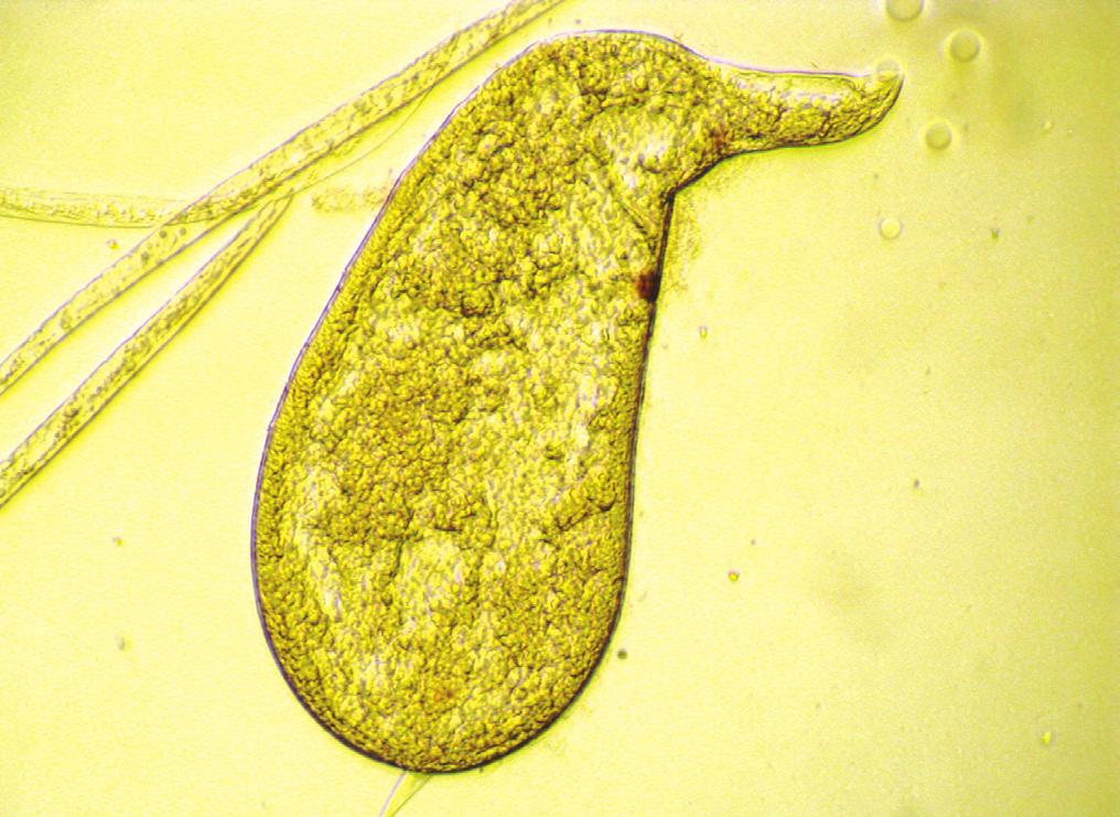 Manejo de nematoides na cultura do quiabeiro 3 Ciclo de vida e epidemiologia do nematoide-das-galhas Meloidogyne apresenta uma ampla gama de hospedeiros entre as plantas cultivadas, em sua maioria