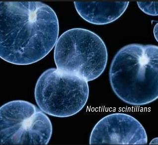 www.fatosbiologicos.bio.br 3. MIXOTROFO NÃO CONSTITUTIVO ESPECIALIZADO : Não apresenta cloroplastos e portanto, capacidade fotossintética.