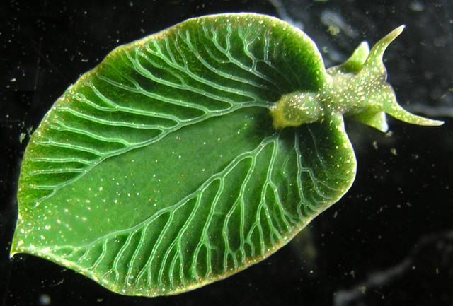 Acredita-se, que o invertebrado fornece as proteínas que não podem ser traduzidas pelo genoma do cloroplasto que compõe a alga.