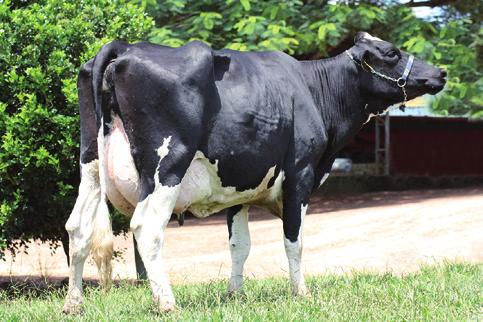 73 8 6 A2A2 Fonte: Sumário de Touros Girolando PMGG (GIROLANDO/Embrapa) - 2017 RBC Talentosa - mãe (9.