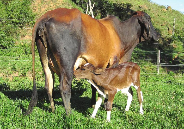 É oriundo da Fazenda Jacuba, com 8 gerações controladas dentro da seleção do criatório, traz muita força e confiabilidade em seu pedigree Excelente conformação, muita força aliada a temperamento