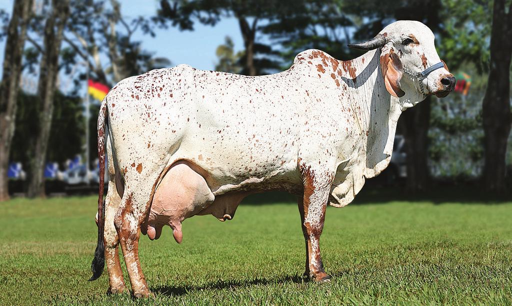 RADAR DOS POÇÕES *TOURO OVADO PTA = 763,3 Iemanja JGVA - filha - produção de 4.