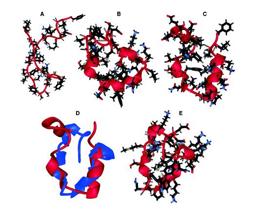 State of the art: 1 µs MD simulation of a small protein Villin headpiece: small 36- residue chain that folds spontaneously in about 1-4 µs Simulation box with 3000 water molecules Simulation took 4