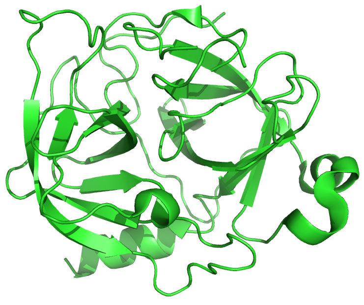 Proteinase A S.