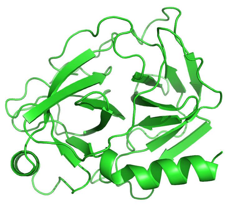 aureus As duas proteínas têm clara semelhança estrutural, mas esta não
