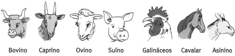 A CRIAÇÃO DE GADO NO MEIO LOCAL Identifico diferentes espécies de gado e as matérias-primas que fornecem. Quase sempre ligada à agricultura aparece a criação de gado (ou pecuária).