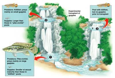 Estudo de caso envolvendo Seleção Natural e Seleção Sexual Guppies de Trinidad e Tobago Seleção Natural e Sexual Guppies de Trinidad e Tobago Evolução dos padrões de coloração Cores brilhantes com