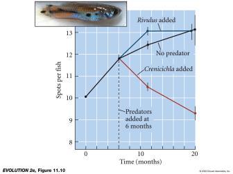 Experimentos com dois tipos de predadores Rivulus predador de formas jovens de guppies Crenicichla predador de adultos A evolução