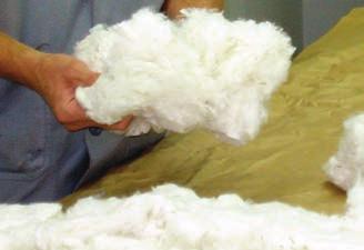 Ampasul prepara seu laboratório de análise de algodão para o início da safra 2009/2010 Algodão será analisado em laboratório Iniciou-se a colheita da safra de algodão na região dos chapadões em Mato