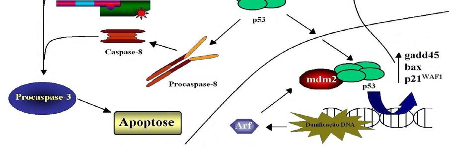 Figura 3 Envolvimento da proteína Bax no mecanismo de apoptose pela via mitocondrial.