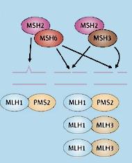 Introdução ou com a MSH3 (denominando-se MutSβ) ou MSH6 se o erro é inserção/deleção de nucleotídeos.