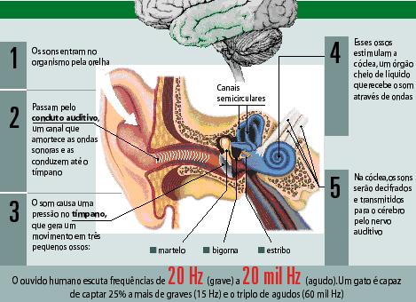 SURDEZ ORIGEM: Factores ambientais - infecções pré-natais causadas pelos microrganismos da Toxoplasmose, Rubéola, Herpes e as infecções pós-natais, particularmente