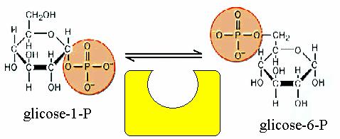 Glicogénio (n) + Pi Glicogénio (n-1) + Glicose-1-P [Glicogénio] equi * [Glicose-1-P] equi Keq = 0,3 [Glicogénio] equi * [Pi] equi 5 [Glicose-1-P] real 0,00004