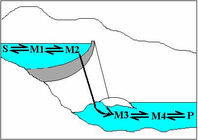 quer nas reacções de equilíbrio quer nas de desequilíbrio. M3 1010 1000 M4 [Glicose-6-P] equi Keq = 17 vel.