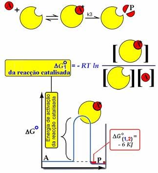 ..e que na reacção A A*: Keq (1) = 10-100 Gº (1) + 600 KJ/mol No exemplo em análise embora na reacção global A P o Gº (1,2) favoreça a formação de P ([P](eq)/[A](eq) = 10).