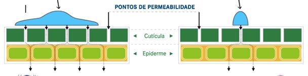 SELETIVIDADE X HERBICIDAS FISICO QUÍMICA Kow: herbicidas de Kow elevados penetram mais facilmente pela cutina.