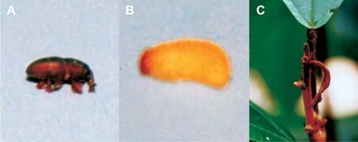 Fotos: Aparecida das Graças Claret de Souza Fig. 12. Broca-do-broto ou broca-da-ponteira: inseto adulto (A); larva (B); e ponteira danificada (C).