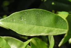 populacional em função das condições ambientais de baixa humidade relativa e temperatura elevada. Assim, aconselhamos os Srs.