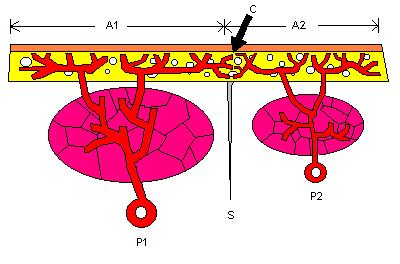 4 Figura 1. Anatomia seccional de perfurantes musculocutâneas.