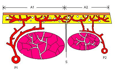 Angiossomo 2; C Vasos comunicantes ( choke vessels ) Figura 2.