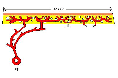 5 Figura 3. Dissecção intramuscular de uma perfurante (P1).